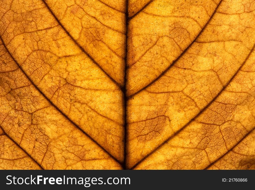 Macro texture of a yellow walnut leaf. Macro texture of a yellow walnut leaf
