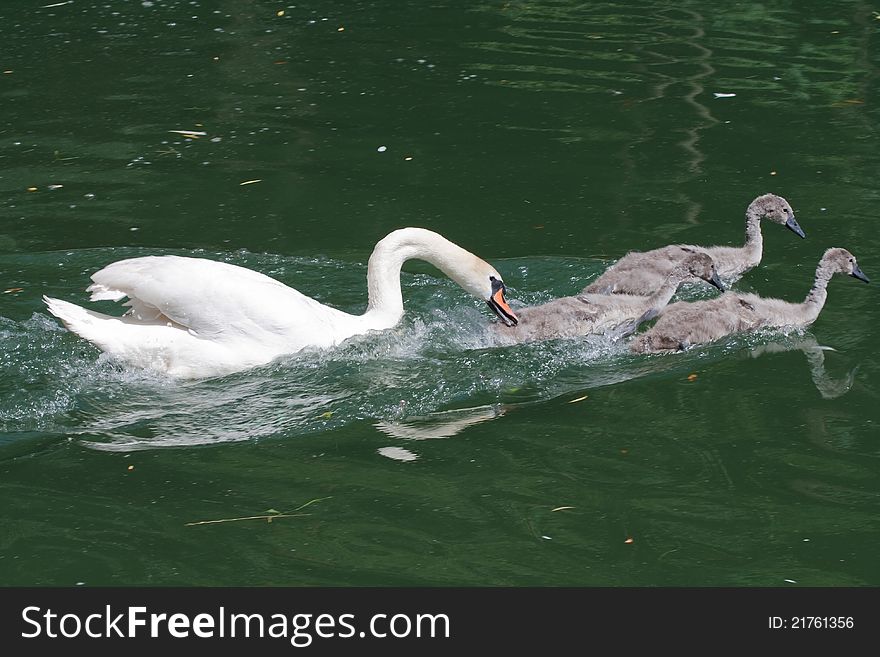 The male swan raising their young. The male swan raising their young