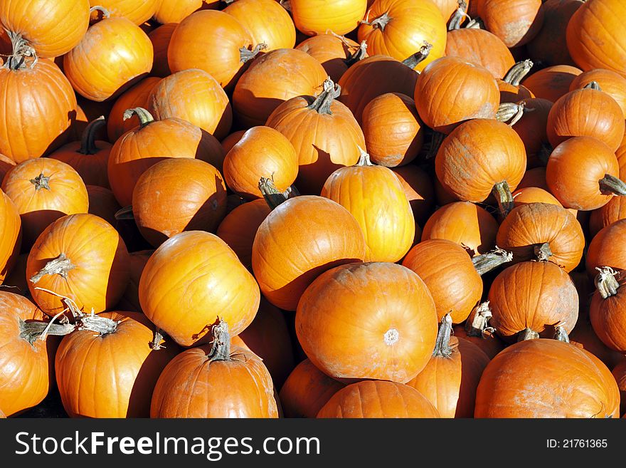 Many bright orange carving pumpkins for sale outdoors on a sunny autumn day. Many bright orange carving pumpkins for sale outdoors on a sunny autumn day.