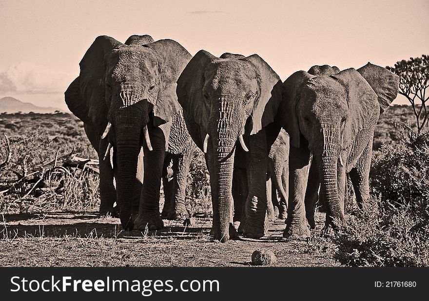 A trio of elephants in sepia walking towards the viewer. A trio of elephants in sepia walking towards the viewer