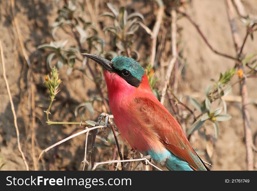 Bee eater in Botswana on bank of a river. Bee eater in Botswana on bank of a river.