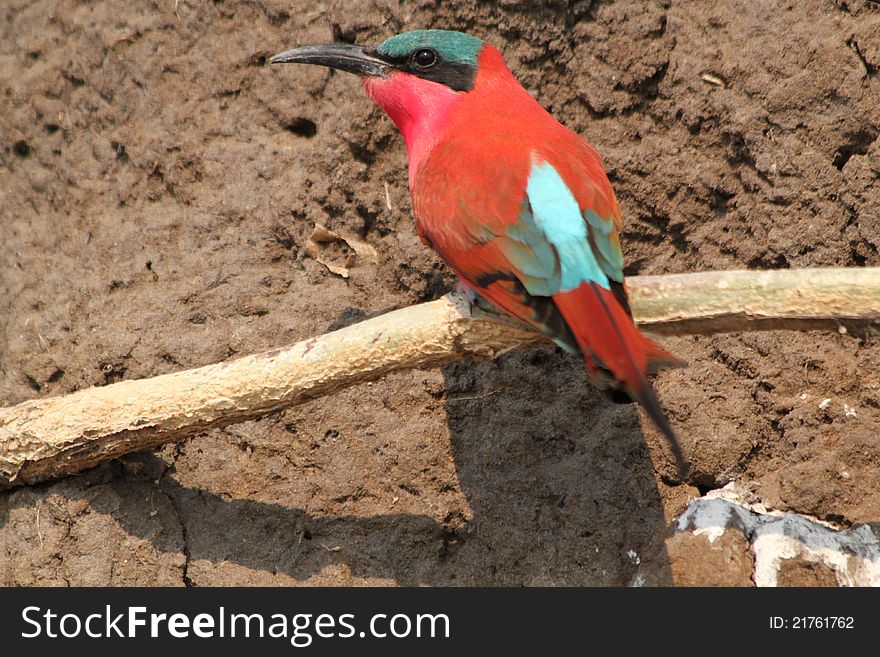 African bee eater on banks of river. African bee eater on banks of river.