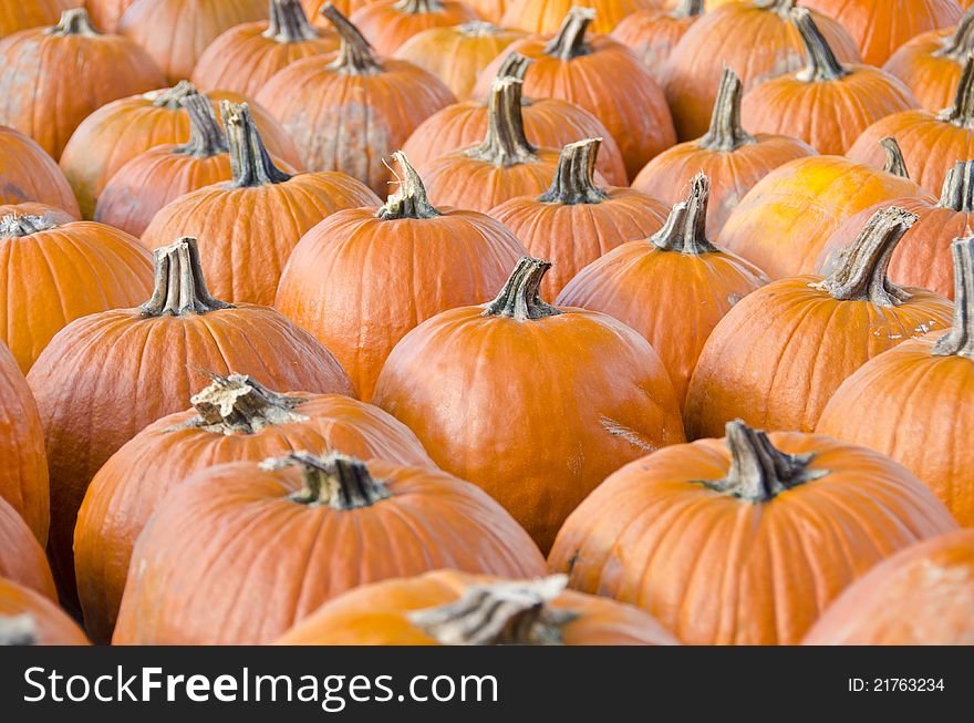 Bunch of pumpkins in an open air market.