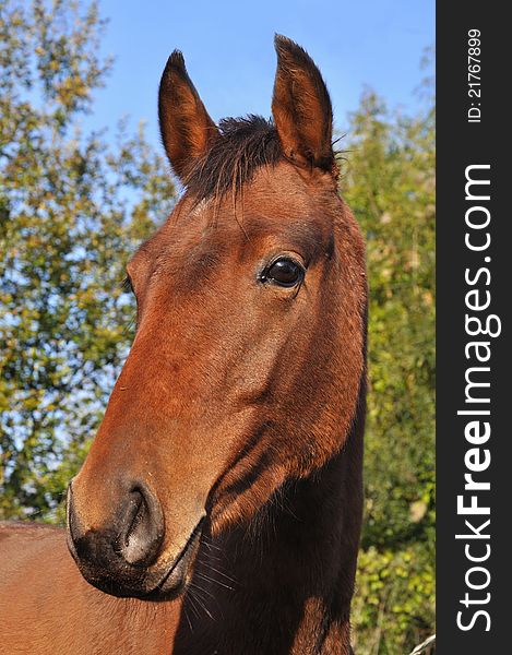 Head of a friendly brown horse. Head of a friendly brown horse