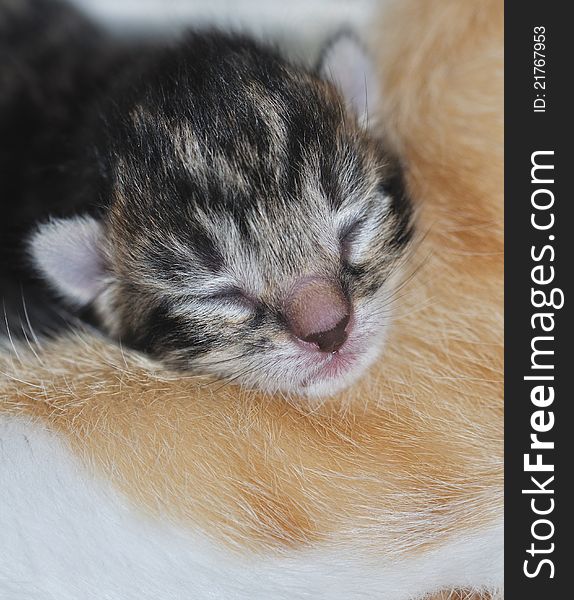 Focus on the adorable little head of a newborn kitten lying on his mother. Focus on the adorable little head of a newborn kitten lying on his mother