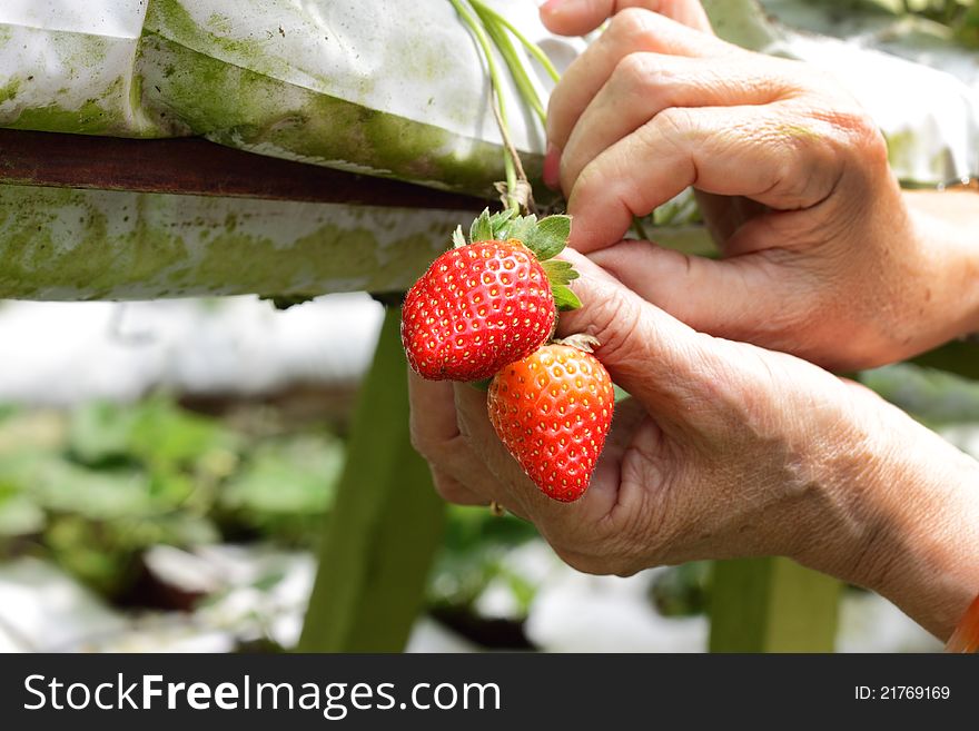 Female hands picking ripe strawberry in a strawberry farm. Female hands picking ripe strawberry in a strawberry farm