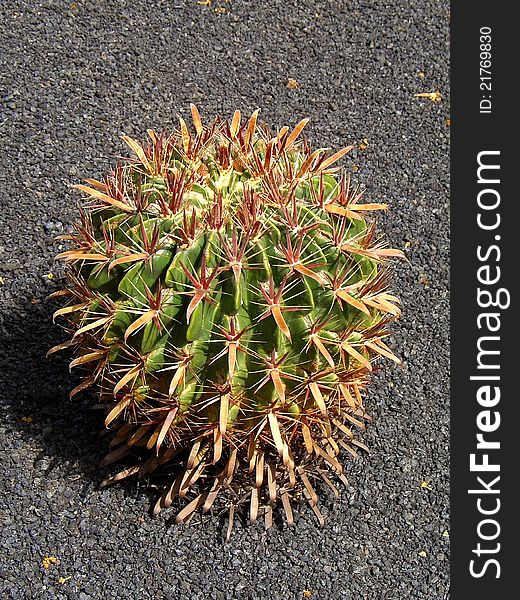 A cactus on  black lava. The shot was taken in Lanzarote, the volcanic island. A cactus on  black lava. The shot was taken in Lanzarote, the volcanic island.