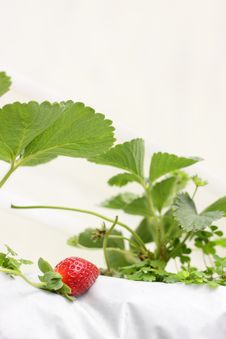Strawberry Royalty Free Stock Photography
