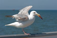 A Piece Of Meat It Gull Over The Sea. Stock Photos A Piece Of Meat It Gull Over The Sea. Stock Photos