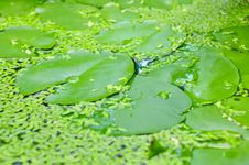 Closeup Of Lotus Leaf And Water Fern Stock Images