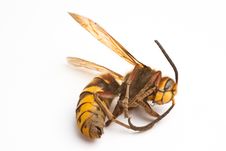 Wasp Royalty Free Stock Image