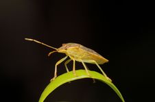 Stink Bug Macro Royalty Free Stock Image Stink Bug Macro Royalty Free Stock Image
