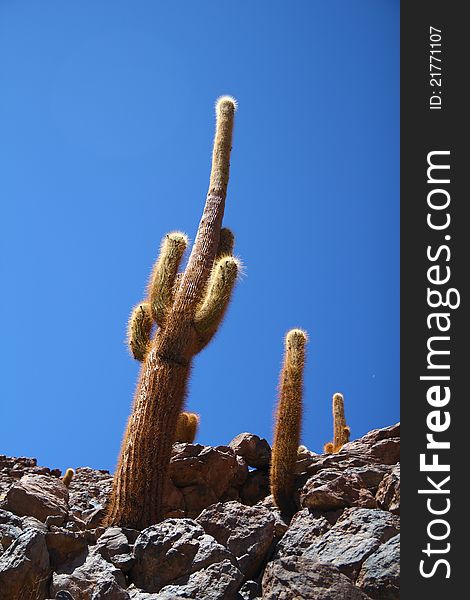 Cactus in the rocky Atacama desert. Cactus in the rocky Atacama desert
