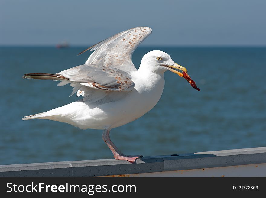 A sea bird, seagull, sit on the pier railing and a piece of meat them. A sea bird, seagull, sit on the pier railing and a piece of meat them.