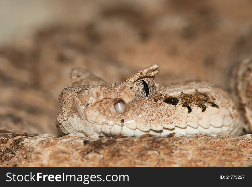 Desert Snake close-up portrait