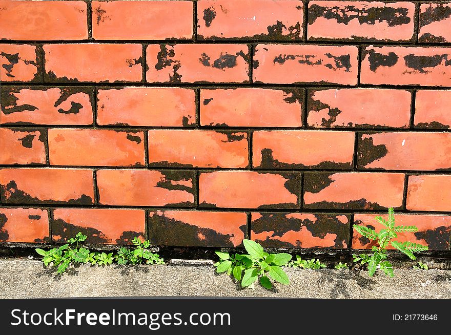 Close up of red brick wall with weed