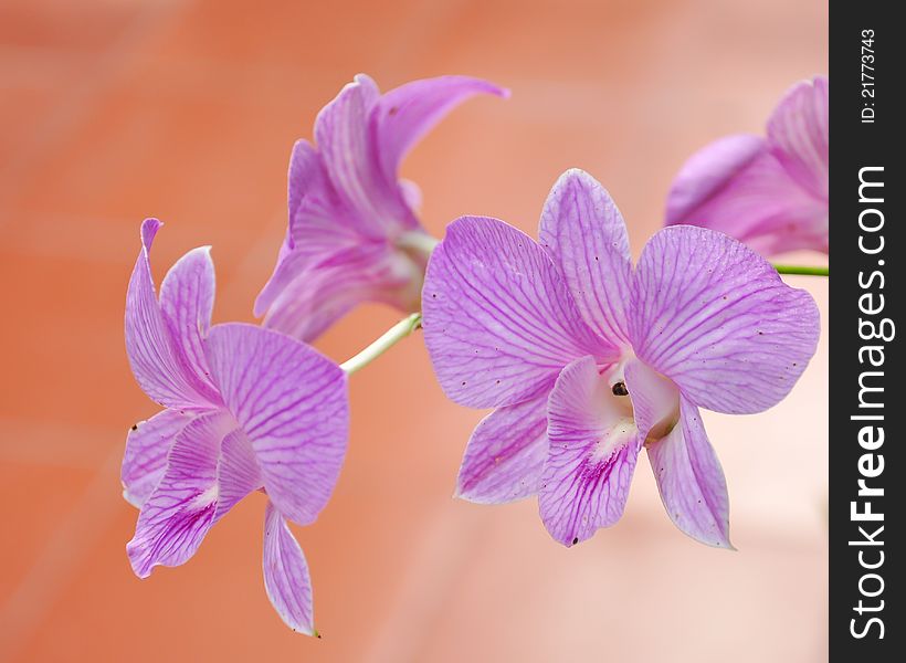 Beautiful Purple Orchid, Vanda, tropical