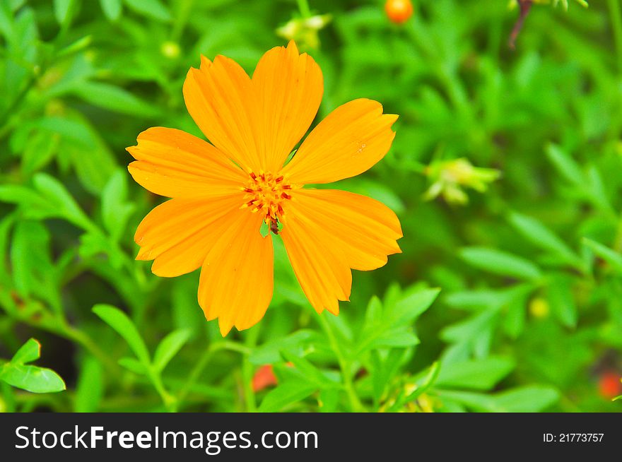 Beautiful Yellow Cosmos Flower, vivid flower. Beautiful Yellow Cosmos Flower, vivid flower