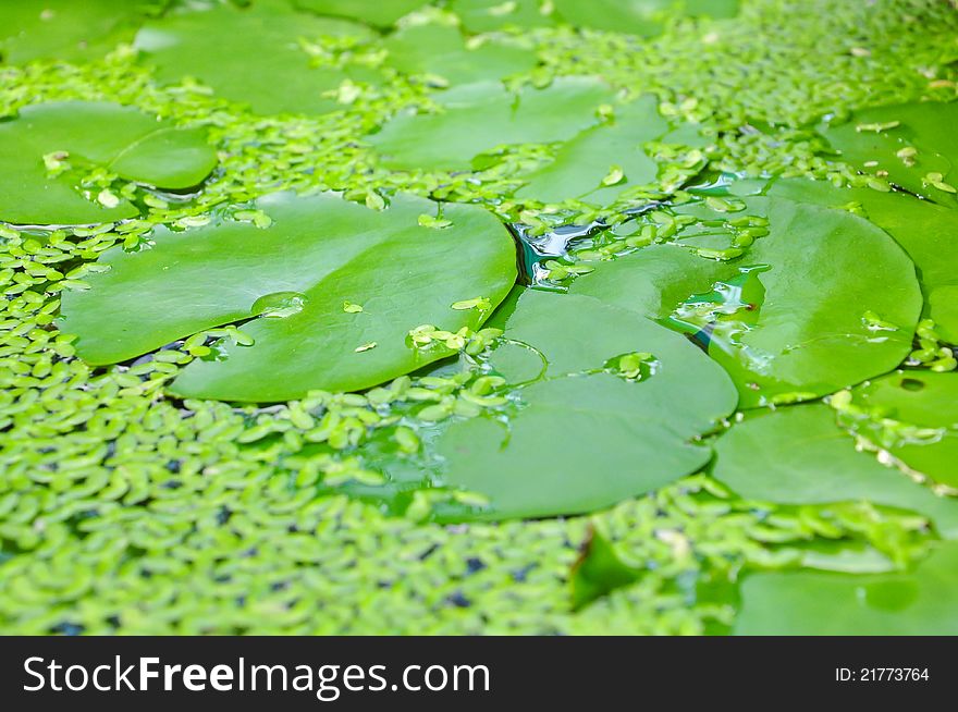 Closeup of Lotus leaf, Water lilly leaf and Water fern. Closeup of Lotus leaf, Water lilly leaf and Water fern