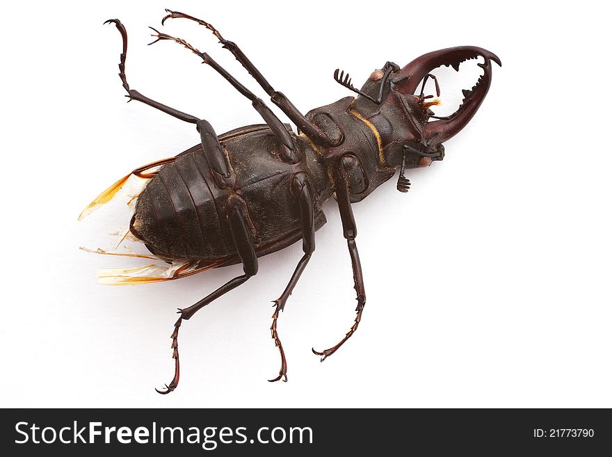 Stag Beetle (male)