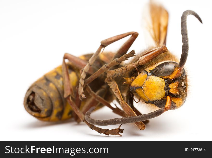 Close-up shot of a wasp isolated on white background