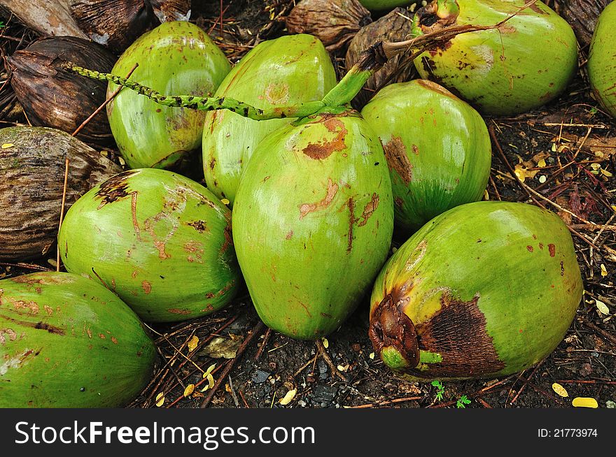 Coconut, Thailand