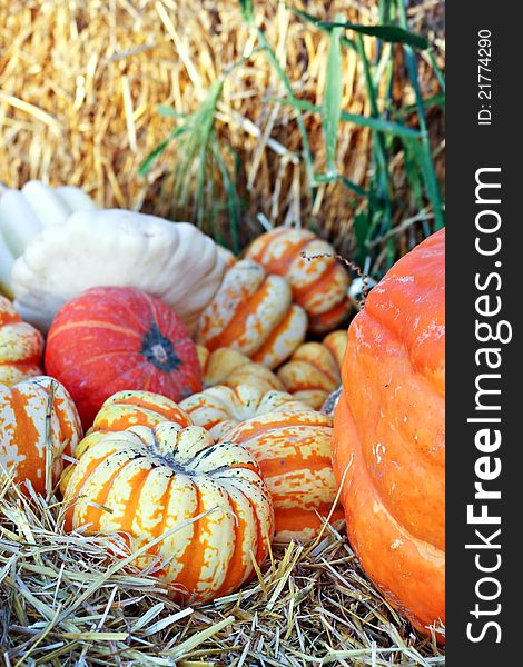 Gourds and Pumpkins