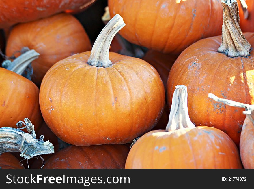 Small pumpkins stacked in a pile. Small pumpkins stacked in a pile