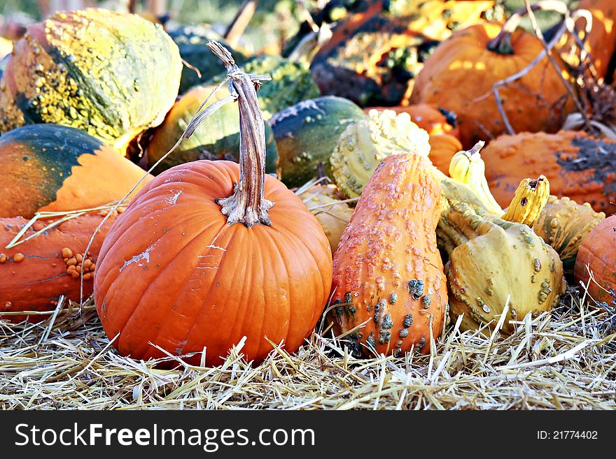 Assortment of squashes, gourds, and pumpkins. Assortment of squashes, gourds, and pumpkins