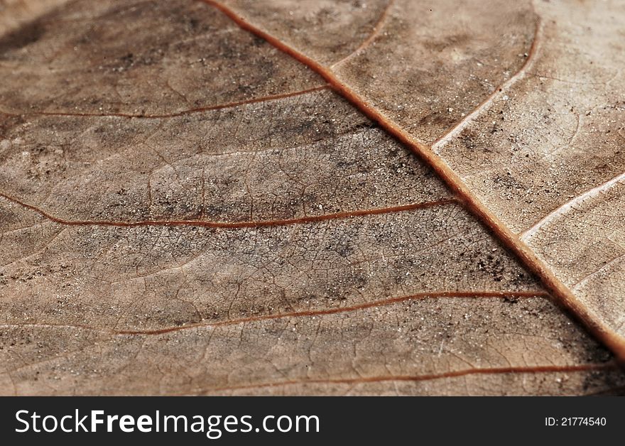 Abstract brown autumn leaf background