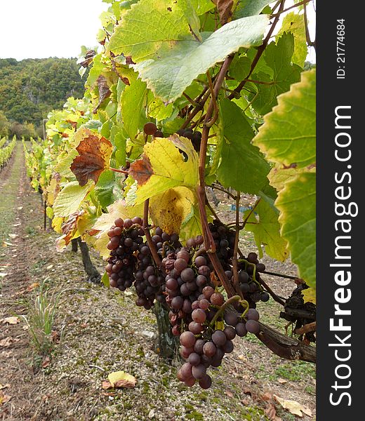 Vineyard and grapes, vintage