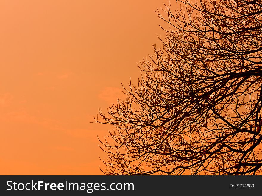 Silhouette of tree during sunset