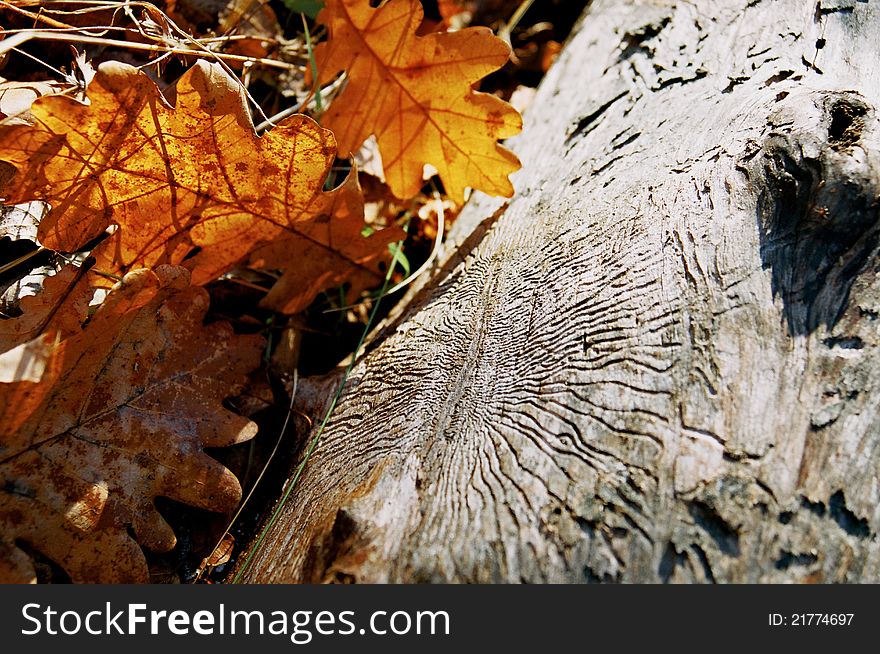 Dried oak leaf on an old log