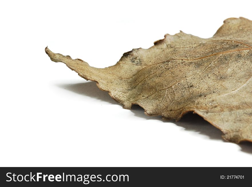 Macro close up of a dried leaf