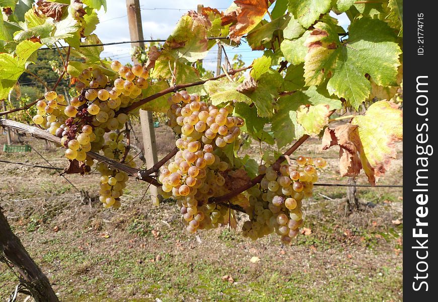 Vineyard with fresh yellow grapes (Vitis vinifera) just before manual harvest. Vineyard with fresh yellow grapes (Vitis vinifera) just before manual harvest