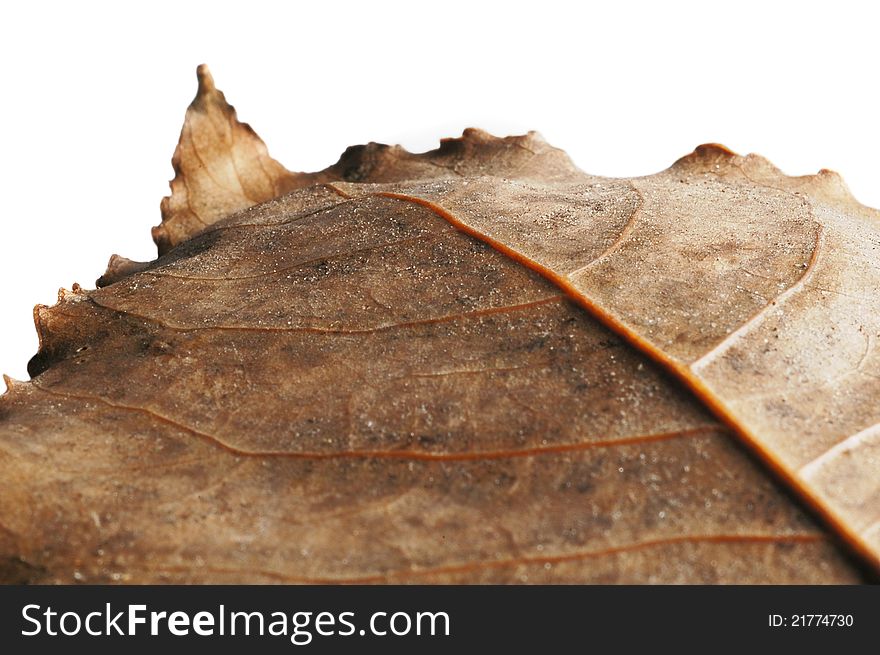 Macro close up of dried leaf isolated on white