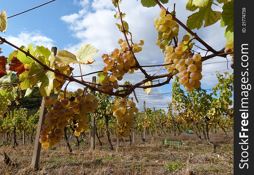 Vineyard with fresh yellow grapes (Vitis vinifera) just before manual harvest. Vineyard with fresh yellow grapes (Vitis vinifera) just before manual harvest