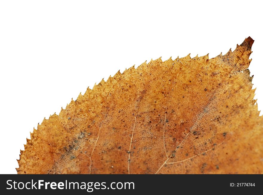 Macro close up of yellow dried leaf