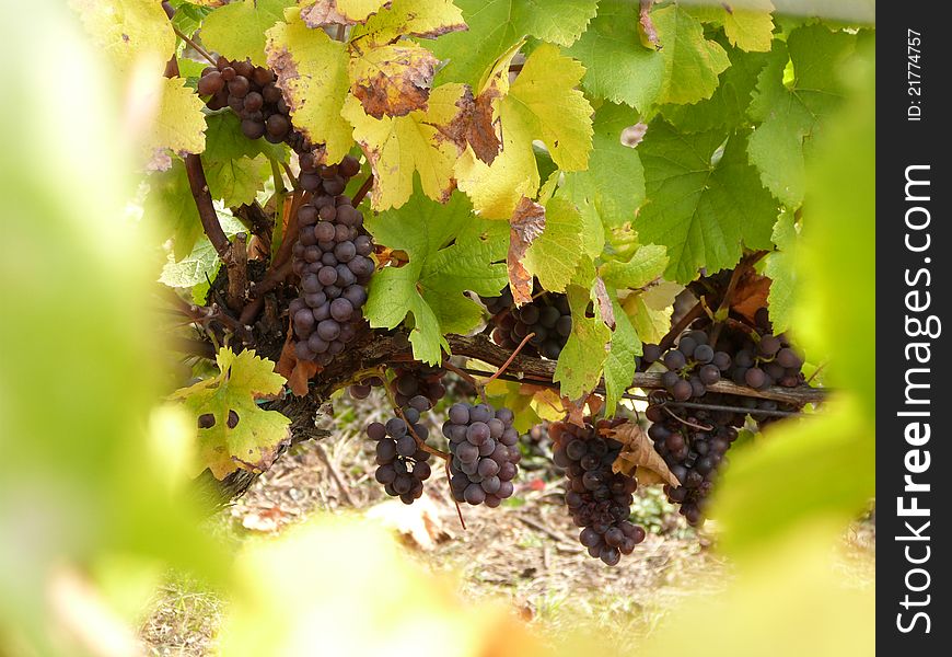 Vineyard with fresh purple grapes (Vitis vinifera) just before harvest. Vineyard with fresh purple grapes (Vitis vinifera) just before harvest