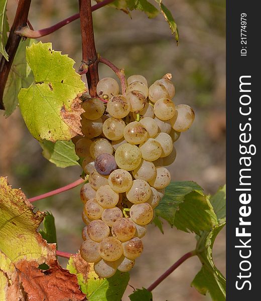 Fresh, tasty yellow grapes (Vitis vinifera) just before manual harvest in autumn, sunny day. Fresh, tasty yellow grapes (Vitis vinifera) just before manual harvest in autumn, sunny day