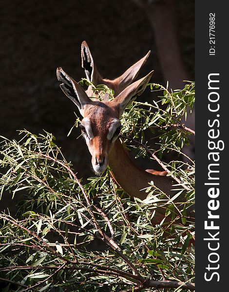 Female Gerenuks Looking Out From Tree Limbs With Dark Background