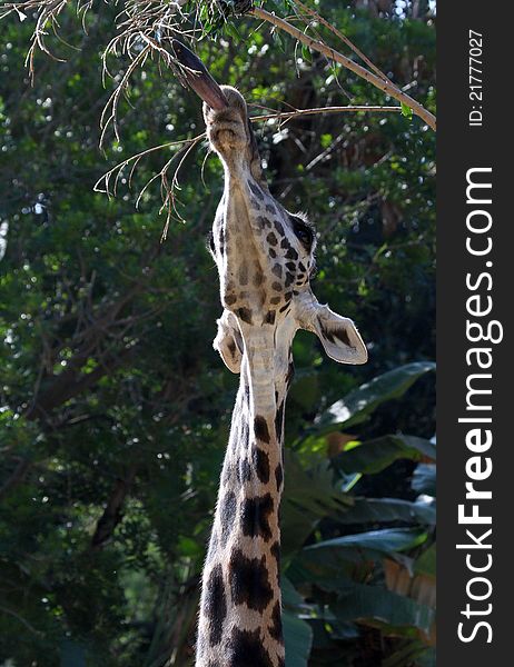 Giraffe With Long Tongue To Reach Tree Leaves