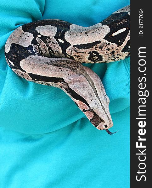 Close Up Detail Portrait Of Red Tail Boa Constrictor With Forked Tongue Against Blue Background. Close Up Detail Portrait Of Red Tail Boa Constrictor With Forked Tongue Against Blue Background