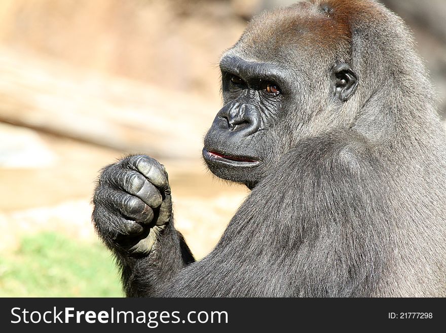 Angry Ape With Clenched Fist. Angry Ape With Clenched Fist