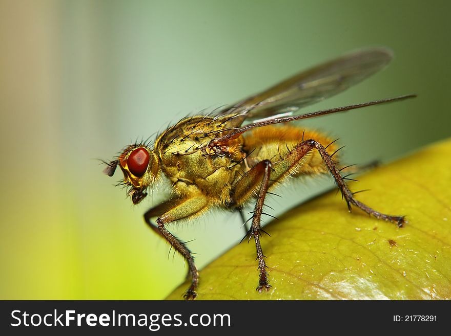 Life size image of gold colored hairy fly perched smooth graduated natural background. Life size image of gold colored hairy fly perched smooth graduated natural background
