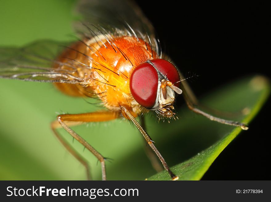 Red eyed hairy orange fly with clear compound eyes as focal point of interest. Red eyed hairy orange fly with clear compound eyes as focal point of interest