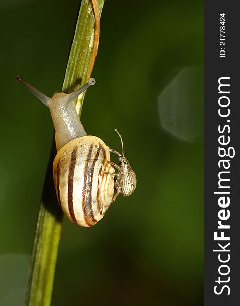 Garden snail going up a stalk with a bug hitching a free ride on shell. Garden snail going up a stalk with a bug hitching a free ride on shell