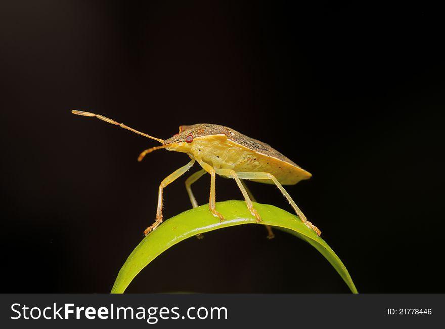 Stink bug on a grean leaf with black background. Stink bug on a grean leaf with black background