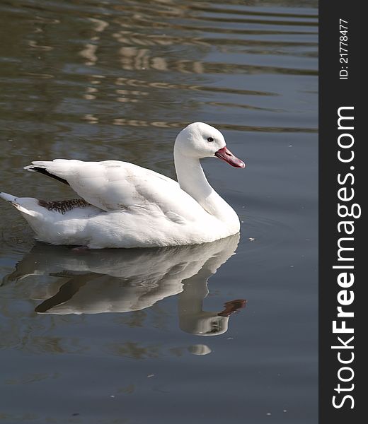 A coscoroba swan and its reflection on a pond. Waterfowl from South America. A coscoroba swan and its reflection on a pond. Waterfowl from South America.