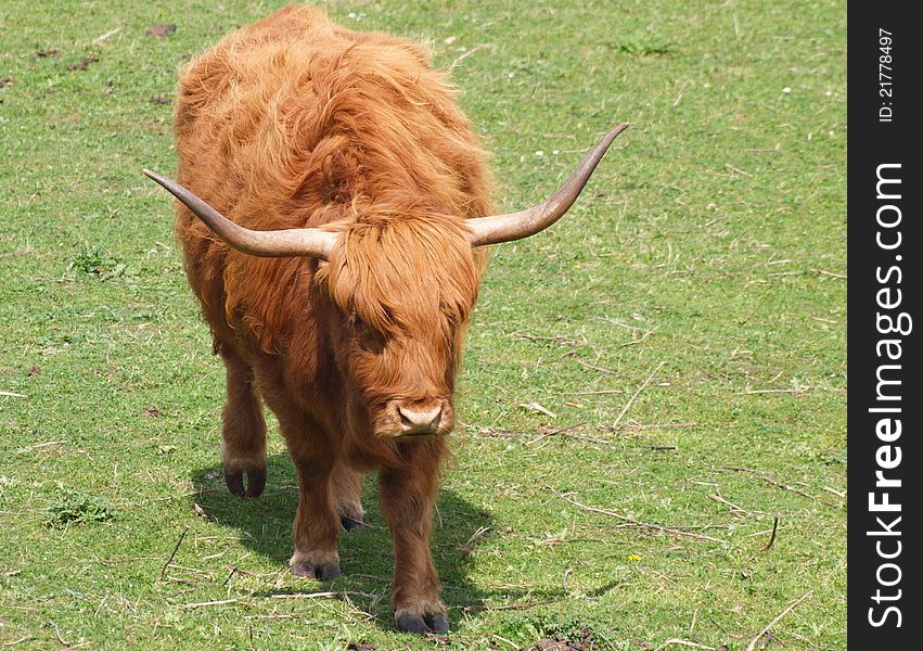 Red Highland Cow - Kyloe
